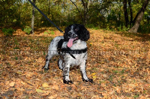 Padded Springer Spaniel Dog Harness with Soft Lining